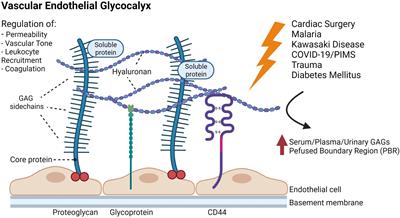 The Endothelial Glycocalyx: Physiology and Pathology in Neonates, Infants and Children